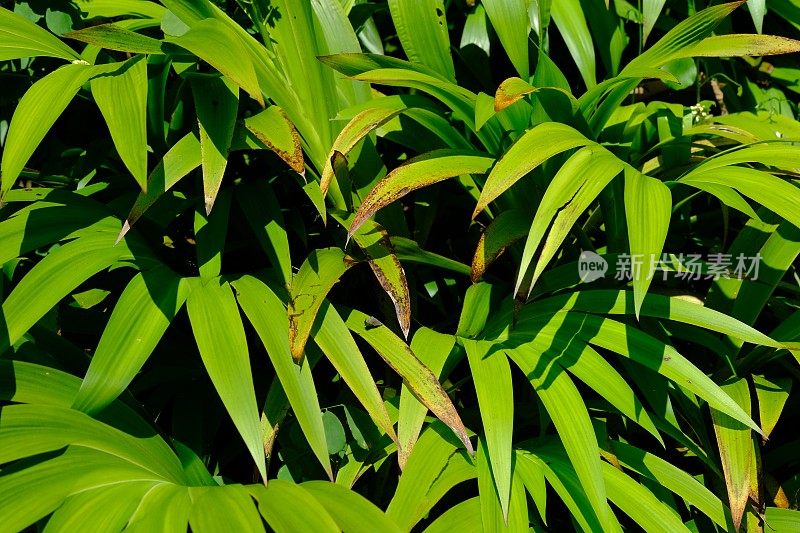 长在森林里的观赏植物，有白色的小花。这种植物生长在热带雨林中。xiphidium caeruleum